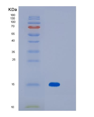 SDS-PAGE analysis of Human MOG (Myelin-Oligodendrocyte Glycoprotein) - Recombinant Protein, CAT# BLT-03597P, showing >85% purity under 15% SDS-PAGE (Reduced)Human MOG (Myelin-Oligodendrocyte Glycoprotein) - Recombinant Protein