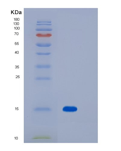 SDS-PAGE analysis of Human MOG (Myelin-Oligodendrocyte Glycoprotein) - Recombinant Protein, CATHuman MOG (Myelin-Oligodendrocyte Glycoprotein) - Recombinant Protein