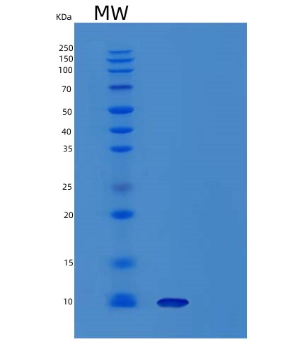SDS-PAGE analysis of Mouse Scgb1a1 (Uteroglobin) - Recombinant Protein, CAT# BLT-03608P, showing >90% purity under 15% SDS-PAGE (Reduced)Mouse Scgb1a1 (Uteroglobin) - Recombinant Protein