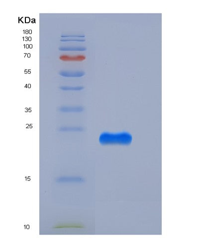 SDS-PAGE analysis of Mouse Creg1 (Protein Creg1) - Recombinant Protein, CATMouse Creg1 (Protein Creg1) - Recombinant Protein