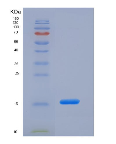 SDS-PAGE analysis of Mouse Mog (Myelin-Oligodendrocyte Glycoprotein) - Recombinant Protein, CAT# BLT-05442P, showing >95% purity under 15% SDS-PAGE (Reduced)Mouse Mog (Myelin-Oligodendrocyte Glycoprotein) - Recombinant Protein