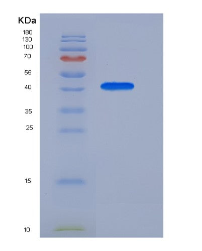SDS-PAGE analysis of Human APOA4 (Apolipoprotein A-Iv) - Recombinant Protein, CATHuman APOA4 (Apolipoprotein A-Iv) - Recombinant Protein