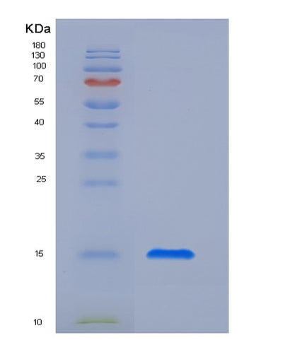 SDS-PAGE analysis of Human CTLA4 (Cytotoxic T-Lymphocyte Protein 4) - Recombinant Protein, CAT# BLT-05463P, showing >95% purity under 15% SDS-PAGE (Reduced)Human CTLA4 (Cytotoxic T-Lymphocyte Protein 4) - Recombinant Protein