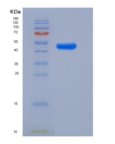 SDS-PAGE analysis of Human LILRA5 (Leukocyte Immunoglobulin-Like Receptor Subfamily A Member 5) - Recombinant Protein, CATHuman LILRA5 (Leukocyte Immunoglobulin-Like Receptor Subfamily A Member 5) - Recombinant Protein