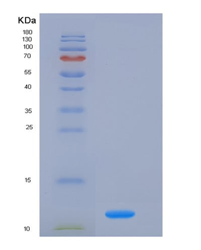 SDS-PAGE analysis of Mouse Fkbp1a (Peptidyl-Prolyl Cis-Trans Isomerase Fkbp1A) - Recombinant Protein, CAT# BLT-05478P, showing >90% purity under 15% SDS-PAGE (Reduced)Mouse Fkbp1a (Peptidyl-Prolyl Cis-Trans Isomerase Fkbp1A) - Recombinant Protein