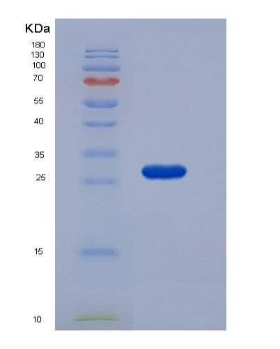 SDS-PAGE analysis of Mouse Rpe (Ribulose-Phosphate 3-Epimerase) - Recombinant Protein, CATMouse Rpe (Ribulose-Phosphate 3-Epimerase) - Recombinant Protein