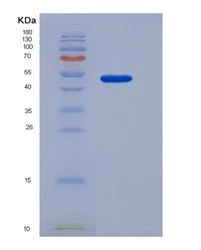 SDS-PAGE analysis of Mouse Colec10 (Collectin-10) - Recombinant Protein, CATMouse Colec10 (Collectin-10) - Recombinant Protein