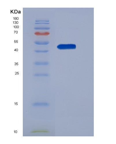SDS-PAGE analysis of Human SERPINI1 (Neuroserpin) - Recombinant Protein, CATHuman SERPINI1 (Neuroserpin) - Recombinant Protein