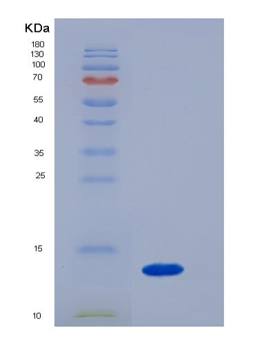 SDS-PAGE analysis of Mouse B2m (Beta-2-Microglobulin) - Recombinant Protein, CATMouse B2m (Beta-2-Microglobulin) - Recombinant Protein