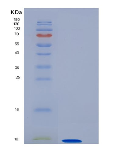 SDS-PAGE analysis of Human GNGT1 (Guanine Nucleotide-Binding Protein G(T) Subunit Gamma-T1) - Recombinant Protein, CAT# BLT-05526P, showing >90% purity under 15% SDS-PAGE (Reduced)Human GNGT1 (Guanine Nucleotide-Binding Protein G(T) Subunit Gamma-T1) - Recombinant Protein