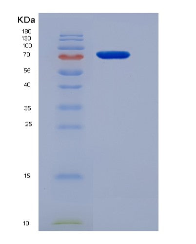 SDS-PAGE analysis of Mouse Ccne1 (G1/S-Specific Cyclin-E1) - Recombinant Protein, CATMouse Ccne1 (G1/S-Specific Cyclin-E1) - Recombinant Protein