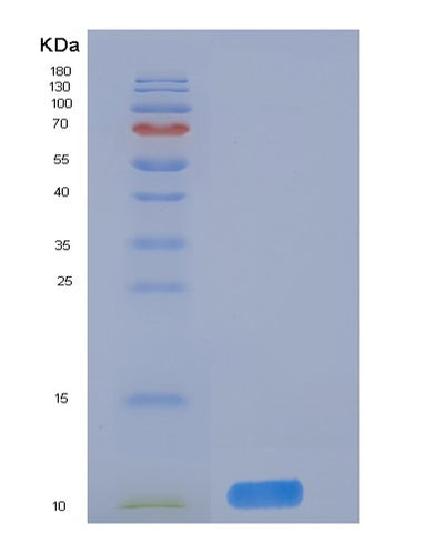 SDS-PAGE analysis of Human DNAJC30 (Dnaj Homolog Subfamily C Member 30, Mitochondrial) - Recombinant Protein, CAT# BLT-05561P, showing >90% purity under 15% SDS-PAGE (Reduced)Human DNAJC30 (Dnaj Homolog Subfamily C Member 30, Mitochondrial) - Recombinant Protein