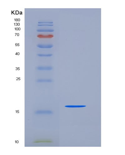 SDS-PAGE analysis of Human BOLA1 (Bola-Like Protein 1) - Recombinant Protein, CAT# BLT-05584P, showing >90% purity under 15% SDS-PAGE (Reduced)Human BOLA1 (Bola-Like Protein 1) - Recombinant Protein