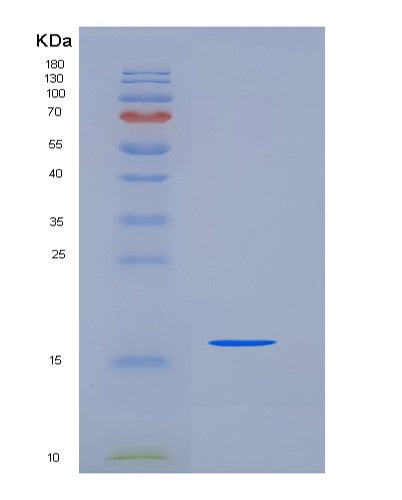 SDS-PAGE analysis of Human BOLA1 (Bola-Like Protein 1) - Recombinant Protein, CATHuman BOLA1 (Bola-Like Protein 1) - Recombinant Protein