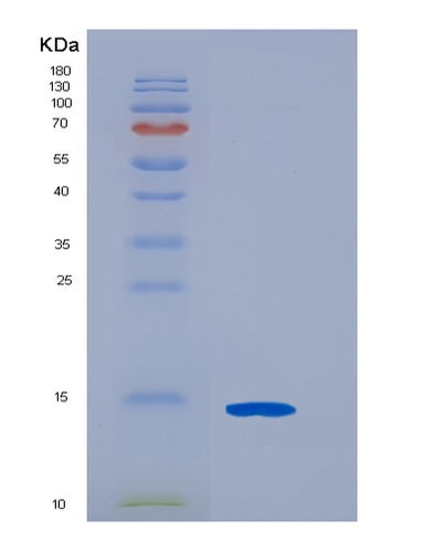 SDS-PAGE analysis of Human CDK2AP2 (Cyclin-Dependent Kinase 2-Associated Protein 2) - Recombinant Protein, CAT# BLT-05649P, showing >95% purity under 15% SDS-PAGE (Reduced)Human CDK2AP2 (Cyclin-Dependent Kinase 2-Associated Protein 2) - Recombinant Protein