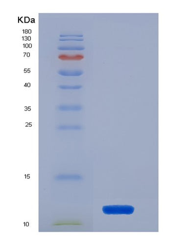 SDS-PAGE analysis of Human FKBP1A (Peptidyl-Prolyl Cis-Trans Isomerase Fkbp1A) - Recombinant Protein, CAT# BLT-05656P, showing >90% purity under 15% SDS-PAGE (Reduced)Human FKBP1A (Peptidyl-Prolyl Cis-Trans Isomerase Fkbp1A) - Recombinant Protein