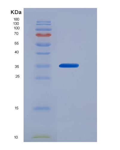 SDS-PAGE analysis of Human CALU (Calumenin) - Recombinant Protein, CATHuman CALU (Calumenin) - Recombinant Protein