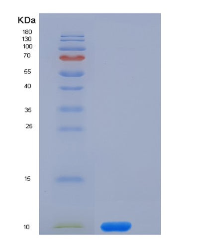 SDS-PAGE analysis of Mouse Cd53 (Leukocyte Surface Antigen Cd53) - Recombinant Protein, CAT# BLT-05675P, showing >95% purity under 15% SDS-PAGE (Reduced)Mouse Cd53 (Leukocyte Surface Antigen Cd53) - Recombinant Protein