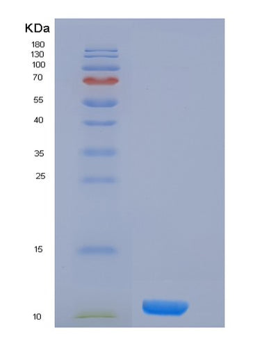SDS-PAGE analysis of Human H4C1 (Histone H4) - Recombinant Protein, CAT# BLT-05685P, showing >85% purity under 15% SDS-PAGE (Reduced)Human H4C1 (Histone H4) - Recombinant Protein