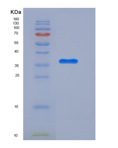 SDS-PAGE analysis of Human APEX1 (Dna Repair Nuclease/Redox Regulator Apex1) - Recombinant Protein, CAT# BLT-05687P, showing >90% purity under 15% SDS-PAGE (Reduced)Human APEX1 (Dna Repair Nuclease/Redox Regulator Apex1) - Recombinant Protein