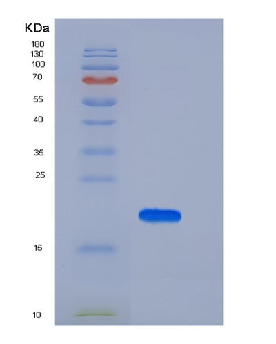 SDS-PAGE analysis of Human IL10 (Interleukin-10) - Recombinant Protein, CAT# BLT-05700P, showing >95% purity under 15% SDS-PAGE (Reduced)Human IL10 (Interleukin-10) - Recombinant Protein