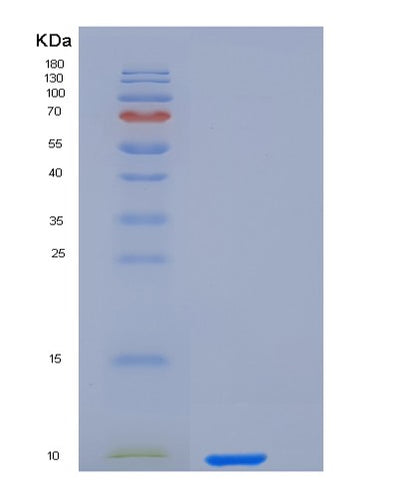 SDS-PAGE analysis of Human CXCL8 (Interleukin-8) - Recombinant Protein, CAT# BLT-05705P, showing >95% purity under 15% SDS-PAGE (Reduced)Human CXCL8 (Interleukin-8) - Recombinant Protein