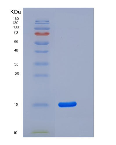 SDS-PAGE analysis of Human MUC1 (Mucin-1) - Recombinant Protein, CAT# BLT-05713P, showing >85% purity under 15% SDS-PAGE (Reduced)Human MUC1 (Mucin-1) - Recombinant Protein