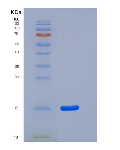 SDS-PAGE analysis of Human MUC1 (Mucin-1) - Recombinant Protein, CATHuman MUC1 (Mucin-1) - Recombinant Protein