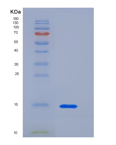 SDS-PAGE analysis of Human CEACAM3 (Cell Adhesion Molecule Ceacam3) - Recombinant Protein, CATHuman CEACAM3 (Cell Adhesion Molecule Ceacam3) - Recombinant Protein