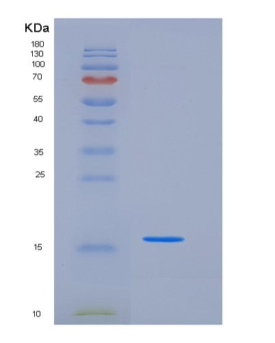 SDS-PAGE analysis of Mouse Fabp4 (Fatty Acid-Binding Protein, Adipocyte) - Recombinant Protein, CATMouse Fabp4 (Fatty Acid-Binding Protein, Adipocyte) - Recombinant Protein
