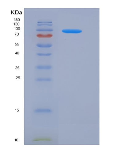 SDS-PAGE analysis of Human TPO (Thyroid Peroxidase) - Recombinant Protein, CAT# BLT-05724P, showing >90% purity under 15% SDS-PAGE (Reduced)Human TPO (Thyroid Peroxidase) - Recombinant Protein