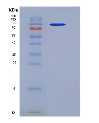 SDS-PAGE analysis of Human AGO3 (Protein Argonaute-3) - Recombinant Protein, CAT# BLT-05734P, showing >85% purity under 15% SDS-PAGE (Reduced)Human AGO3 (Protein Argonaute-3) - Recombinant Protein