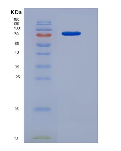 SDS-PAGE analysis of Human HDAC3 (Histone Deacetylase 3) - Recombinant Protein, CAT# BLT-05735P, showing >90% purity under 15% SDS-PAGE (Reduced)Human HDAC3 (Histone Deacetylase 3) - Recombinant Protein