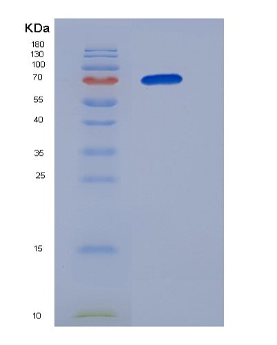 SDS-PAGE analysis of Human B3GNT2 - Recombinant Protein, CATHuman B3GNT2 - Recombinant Protein