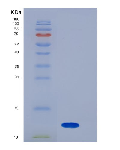 SDS-PAGE analysis of Mouse S100a8 (Protein S100-A8) - Recombinant Protein, CAT# BLT-05773P, showing >90% purity under 15% SDS-PAGE (Reduced)Mouse S100a8 (Protein S100-A8) - Recombinant Protein
