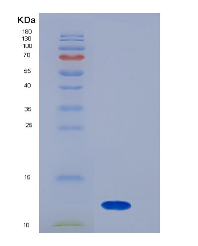 SDS-PAGE analysis of Mouse S100a8 (Protein S100-A8) - Recombinant Protein, CATMouse S100a8 (Protein S100-A8) - Recombinant Protein