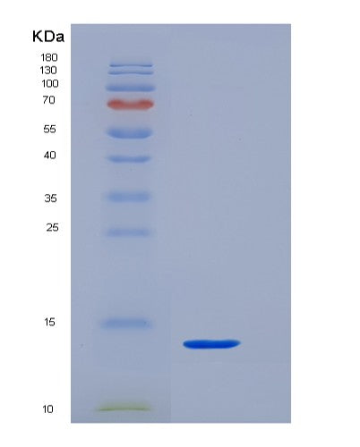 SDS-PAGE analysis of Human CD3E (T-Cell Surface Glycoprotein Cd3 Epsilon Chain) - Recombinant Protein, CATHuman CD3E (T-Cell Surface Glycoprotein Cd3 Epsilon Chain) - Recombinant Protein