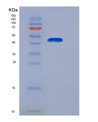 SDS-PAGE analysis of Human PA2G4 (Proliferation-Associated Protein 2G4) - Recombinant Protein, CAT# BLT-05799P, showing >95% purity under 15% SDS-PAGE (Reduced)Human PA2G4 (Proliferation-Associated Protein 2G4) - Recombinant Protein