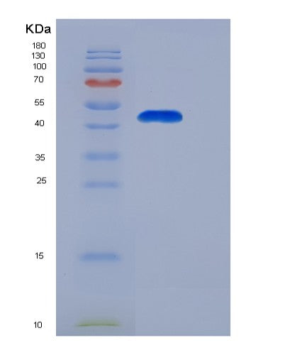 SDS-PAGE analysis of Human PA2G4 (Proliferation-Associated Protein 2G4) - Recombinant Protein, CATHuman PA2G4 (Proliferation-Associated Protein 2G4) - Recombinant Protein