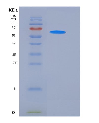 SDS-PAGE analysis of Mouse Cd14 (Monocyte Differentiation Antigen Cd14) - Recombinant Protein, CATMouse Cd14 (Monocyte Differentiation Antigen Cd14) - Recombinant Protein