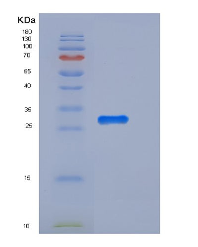 SDS-PAGE analysis of Mouse Uchl3 (Ubiquitin Carboxyl-Terminal Hydrolase Isozyme L3) - Recombinant Protein, CAT# BLT-05829P, showing >90% purity under 15% SDS-PAGE (Reduced)Mouse Uchl3 (Ubiquitin Carboxyl-Terminal Hydrolase Isozyme L3) - Recombinant Protein