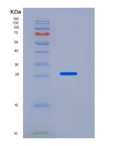 SDS-PAGE analysis of Mouse Cd274 (Programmed Cell Death 1 Ligand 1) - Recombinant Protein, CATMouse Cd274 (Programmed Cell Death 1 Ligand 1) - Recombinant Protein