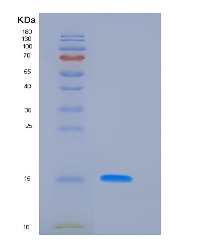 SDS-PAGE analysis of Human PLA2G1B (Phospholipase A2) - Recombinant Protein, CAT# BLT-05871P, showing >95% purity under 15% SDS-PAGE (Reduced)Human PLA2G1B (Phospholipase A2) - Recombinant Protein