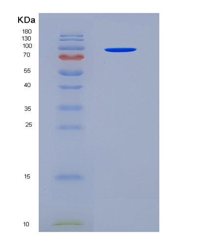 SDS-PAGE analysis of Mouse Anpep (Aminopeptidase N) - Recombinant Protein, CATMouse Anpep (Aminopeptidase N) - Recombinant Protein