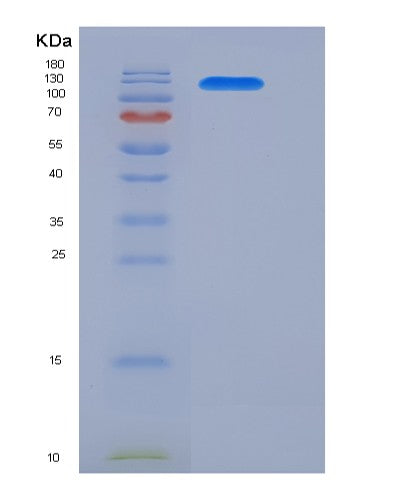 SDS-PAGE analysis of Human JAG1 (Protein Jagged-1) - Recombinant Protein, CATHuman JAG1 (Protein Jagged-1) - Recombinant Protein
