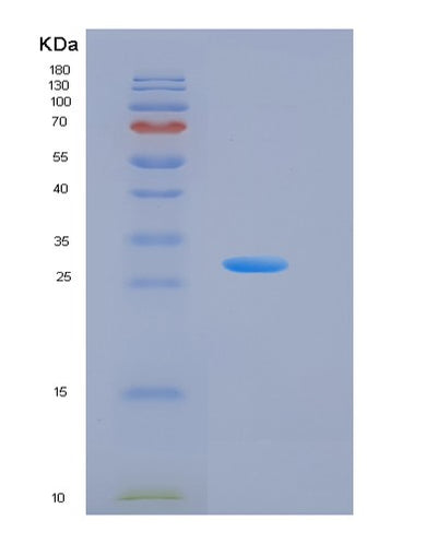 SDS-PAGE analysis of Human KLK13 (Kallikrein-13) - Recombinant Protein, CAT# BLT-05906P, showing >95% purity under 15% SDS-PAGE (Reduced)Human KLK13 (Kallikrein-13) - Recombinant Protein