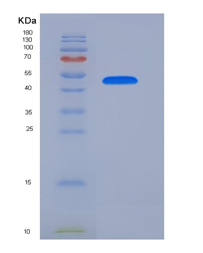 SDS-PAGE analysis of Mouse Igfbp7 (Insulin-Like Growth Factor-Binding Protein 7) - Recombinant Protein, CATMouse Igfbp7 (Insulin-Like Growth Factor-Binding Protein 7) - Recombinant Protein