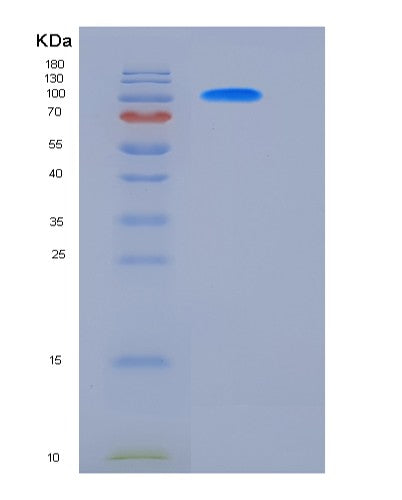 SDS-PAGE analysis of Mouse Ctnnb1 (Catenin Beta-1) - Recombinant Protein, CATMouse Ctnnb1 (Catenin Beta-1) - Recombinant Protein