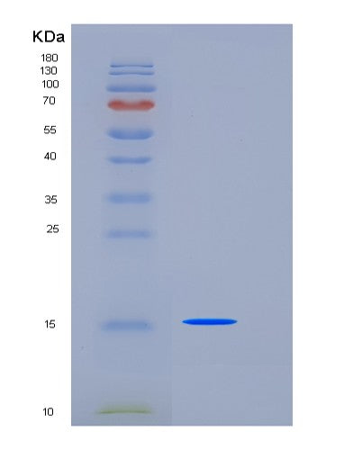 SDS-PAGE analysis of Human CST2 (Cystatin-Sa) - Recombinant Protein, CATHuman CST2 (Cystatin-Sa) - Recombinant Protein