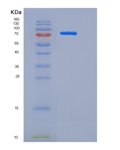 SDS-PAGE analysis of Human DLL4 (Delta-Like Protein 4) - Recombinant Protein, CATHuman DLL4 (Delta-Like Protein 4) - Recombinant Protein
